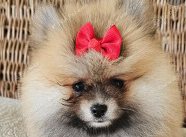 Pomeranian puppy