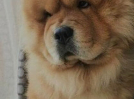 Chow needing a good home