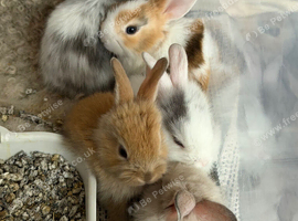 Adorable Baby Rabbits &ndash; Looking for Loving Homes