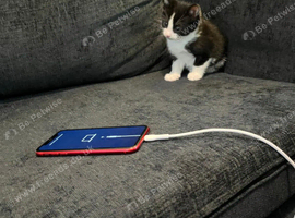8 week litle girl