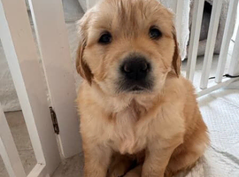 Golden Retrievers Available Now