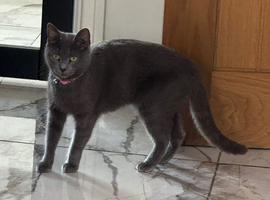 Beautiful 2 1/2 years female Russian blue indoor cat