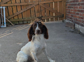 3 year old female springer spaniel