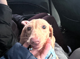 beautiful dachund for sale