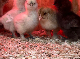 Silkie Chicks