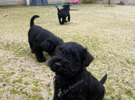 Adorable KC Registered Miniature Schnauzer Puppies