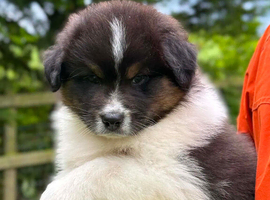 Black Tri Puppy Dog