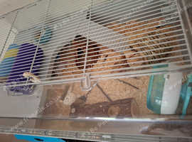Dwarf hamster cage