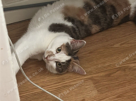 Bella
