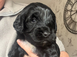 Sproodles puppies