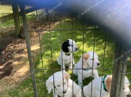 Cocker Spaniel Puppies for Sale.