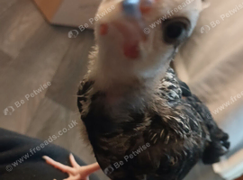 Baby chickens