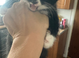 Male black and white kitten
