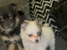 Pomeranian puppy&rsquo;s