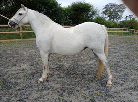 Welsh section A four year old mare