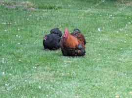 Pair of Pekin Bantams