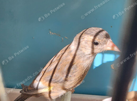 Goldfinch cinnimon jaspe mules