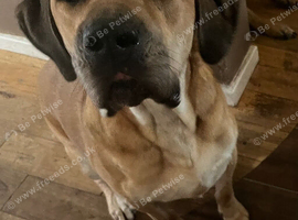 Bloodhound x lab x shepherd mix