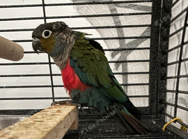 Crimson bellied conure