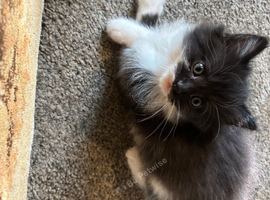 Maine coon cross kitten