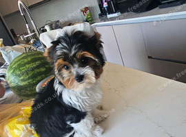 Yorkshire terrier girl - 12 weeks old