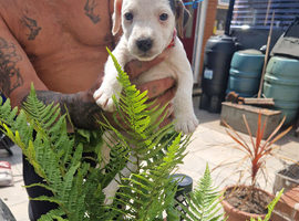 Jack russell