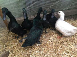 Breeding Groųp of Cayugas