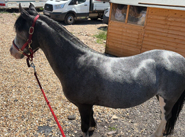 2year old filly cob x Welsh a