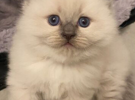 Ragdoll