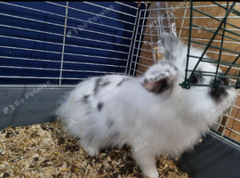 Jasper need home Asap