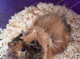 11 week old boar