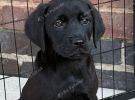 5 stunning goldador puppies