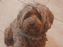Cavapoo female