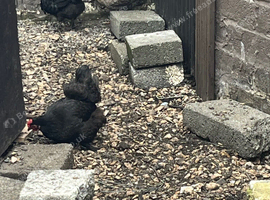 1 black Ariana and 1 cream legbar hen