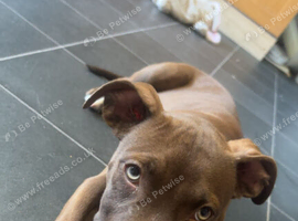 Female puppy for rehome