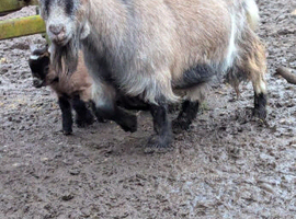 Pygmy goats