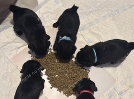 5 beautiful pug pups