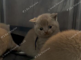 3 beautiful British shorthairs left