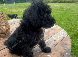 Schnoodle Puppies READY NOW