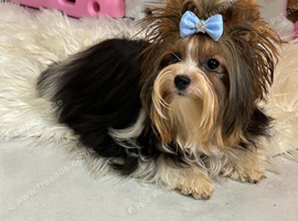 Stunning Miniature Biewer Yorkshire Terrier Girl - 9 Months Old