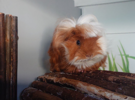 Peruvian, Sheltie & Alpaca baby boars