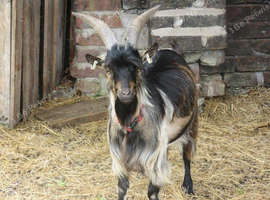 our beautiful dwarf billy for sale