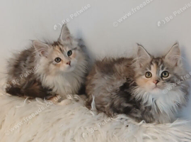 Maine coon kittens female