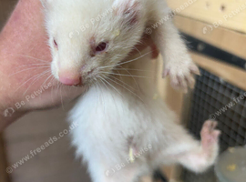 Small albino hob