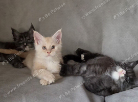 Gorgeous pedigree kittens