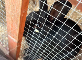 Rabbits
