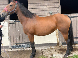 Brilliant project or broodmare