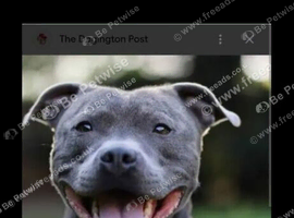 Staffy puppy wanted