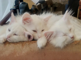 White British longhair kittens 13 weeks old
