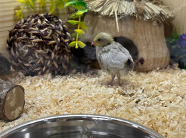Button Quail